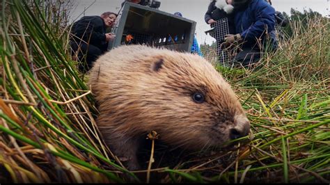 Nature Beaver Fever Wild Hope Cascade Pbs