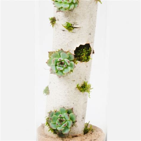 Cacti & Succulents Delivery NYC - Plantshed.com