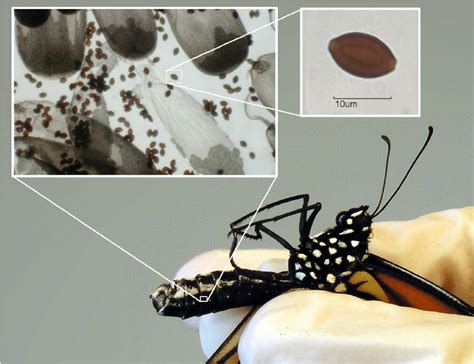 Chapter Parasitism And Mutualism Applied Ecology