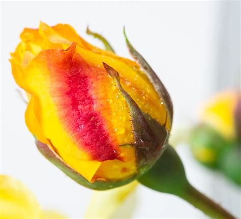 Rosa Golden Gate - Rose Golden Gate | jetzt günstig online kaufen bei ...