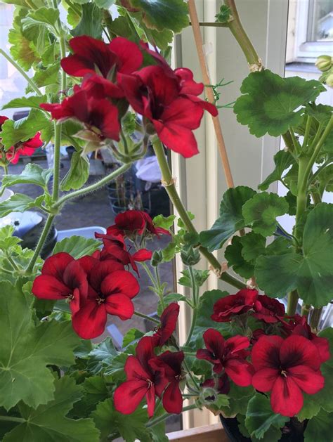 Some Red Flowers Are Growing In A Pot On The Window Sill With Green Leaves