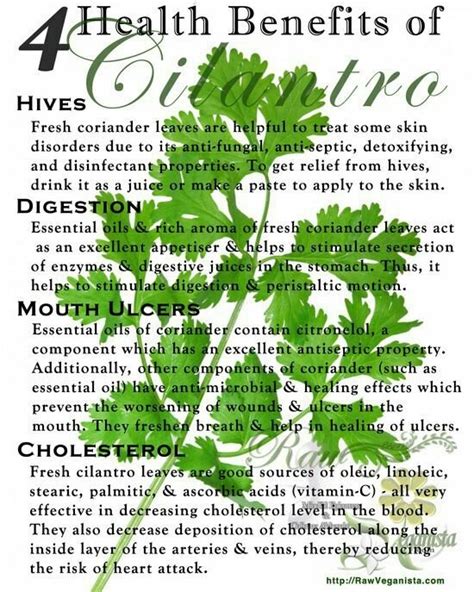 Cilantro Health Benefits Herbs Healing Herbs