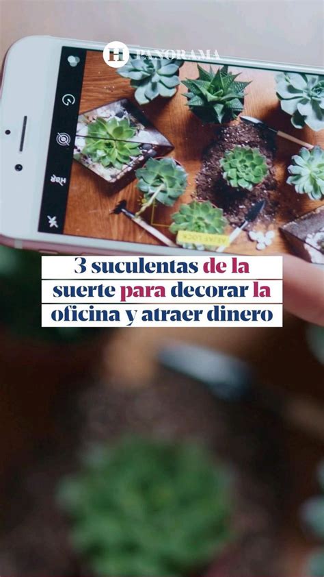 Suculentas Para Decorar La Oficina Y Atraer Dinero Cuidado De Plantas