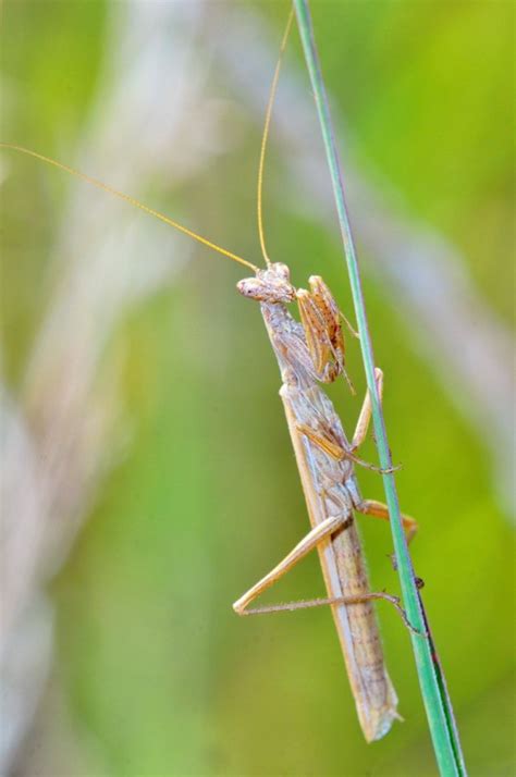 Keeping Insects as Pets | ThriftyFun