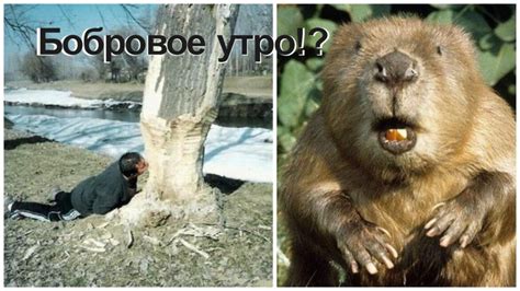 Картинка бобровое утро (43 фото)