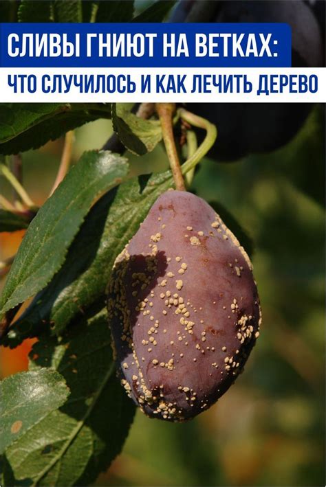 Сливы гниют на ветках: что случилось и как лечить дерево | Выращивание ...