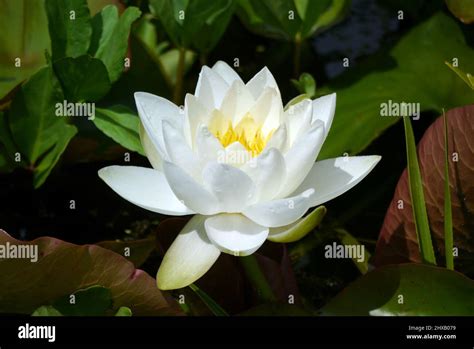 Single White Water Lilly Nymphaea Alba Flower Floating In Lilly Pond