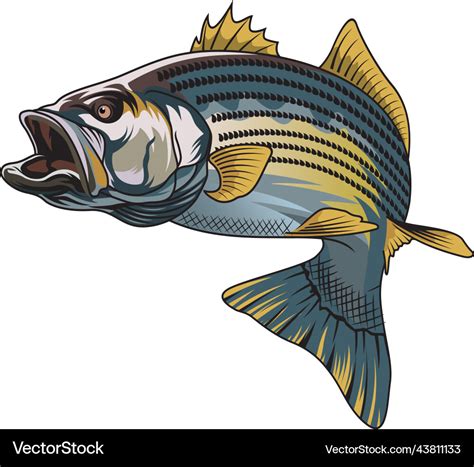 Striped bass fish fishing Royalty Free Vector Image