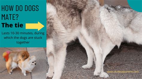 how old do dogs have to be to mate