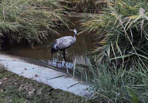 Morta Una Gru Cenerina Soccorsa Sulla Spiaggia Di Scauri Era In Bal A