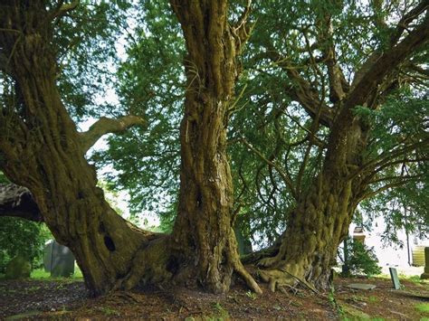 Tree of the Year - Llangernyw Yew, Conwy, Wales | Tree, Famous trees, Conwy