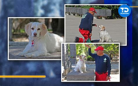 Canela Y Juan Buscan Ser Binomios Caninos De La Cruz Roja Puebla