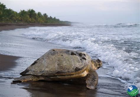 Tortuguero National Park - Canals and Nesting Sea Turtles