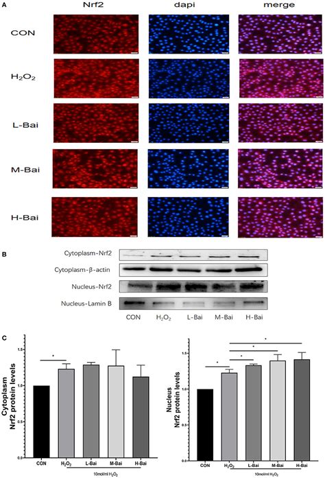 Frontiers Baicalin Alleviates Lps Induced Oxidative Stress Via Nf B