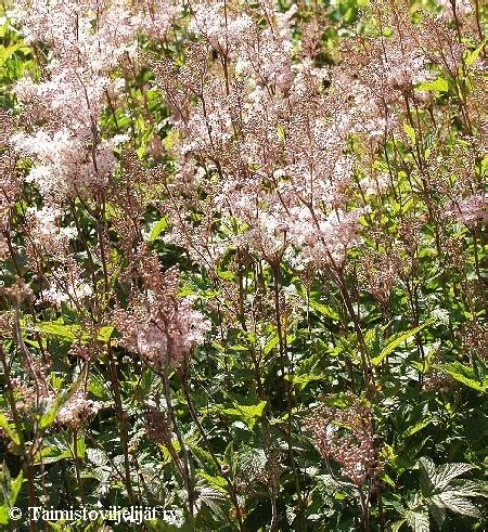 Filipendula purpurea Elegans ketomesiangervo japanskt älggräs