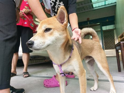 加強飼主責任 公私協力推廣家犬絕育 社團法人中華民國保護動物協會