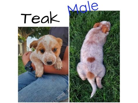 Beautiful Red heeler puppies for sale in Eagle - Puppies for Sale Near Me