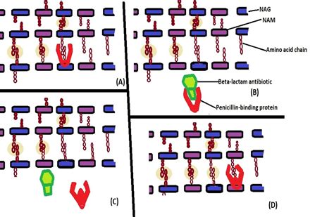 What is Antibiotic Resistance? ** Prevention