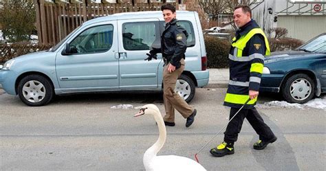 Kurioser Einsatz In M Nchen Polizei Und Feuerwehr Geben Sturen Schwan