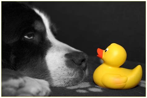 RubbeR DuckieS AdventureS: RubbeR DuckiE meets BabbuS, the dog...