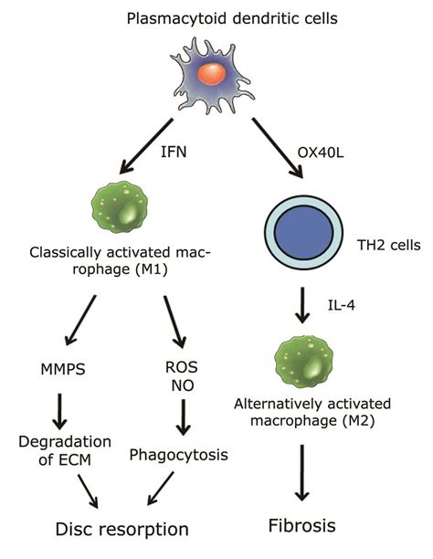 Scheme of interactions between plasmacytoid CD123+CD4+dendritic cells ...