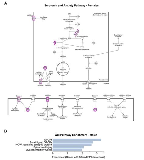 Figure S7 Sex Specific Pathway Enrichment Of Differential E P Download Scientific Diagram