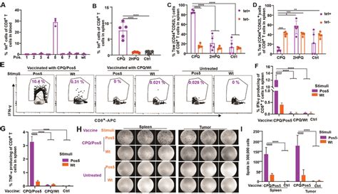 Cd T Cells Responses Induced By The Env Pos Positional