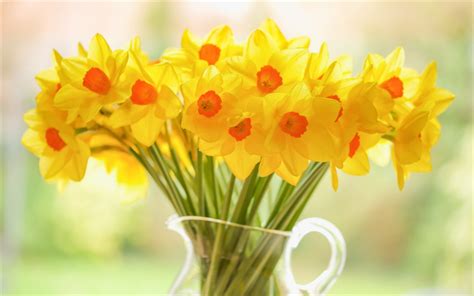 Download wallpapers Daffodils, yellow flowers, spring, yellow spring bouquet, beautiful flowers ...