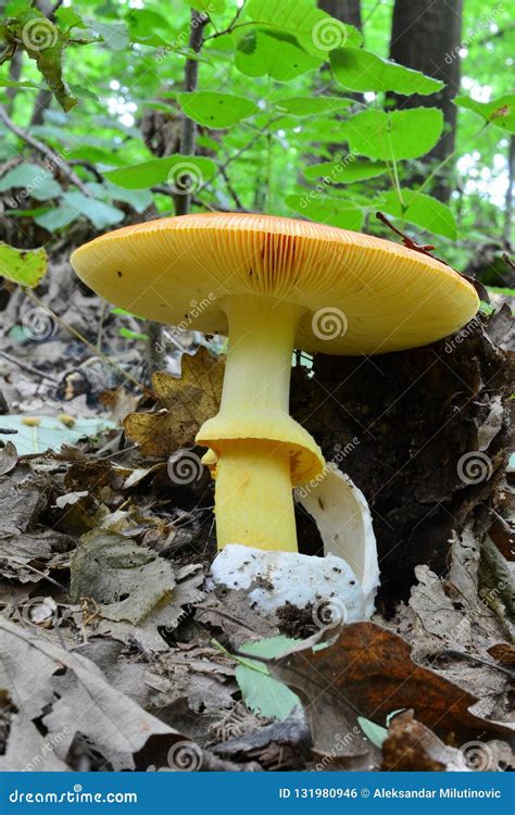 Amanita Caesarea In Natural Habitat Stock Photo Image Of Healthy