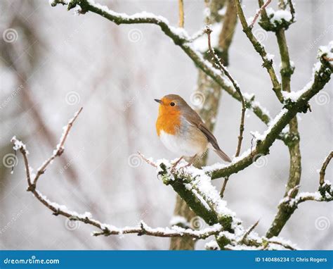 Robin Redbreast on a Snowy Branch Stock Photo - Image of isolated ...