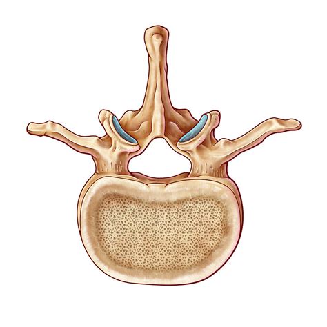 Lumbar Vertebra And Nerves Illustration Photograph By Evan Oto Fine