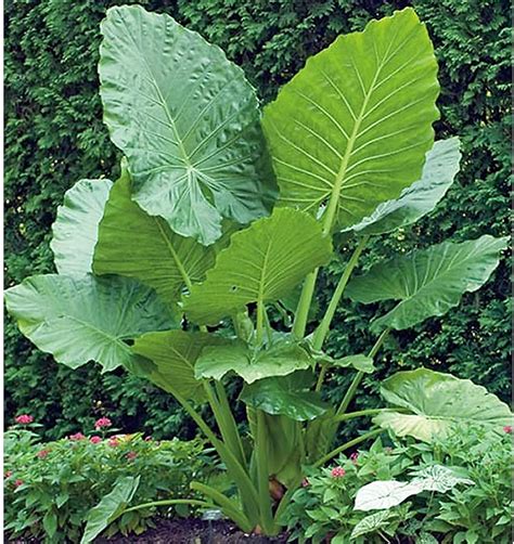 Alocasia Knollen Taro Pflanze BläTter Sind Sehr Groß Elefantenohr