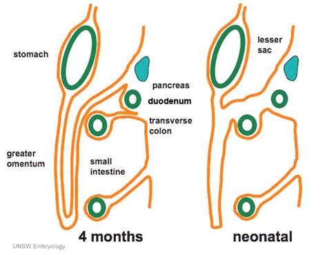 Greater Omentum