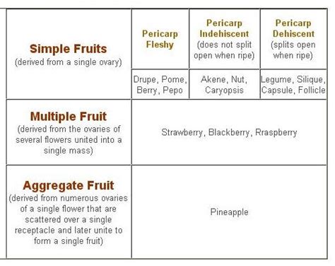 Bilhete De Identidade Da Fruta Classificação Dos Frutos