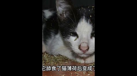 猫薄荷，为啥能让猫这么上头？ 002 Youtube