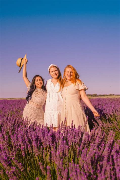 California S Dreamy Lavender Fields The Ultimate Guide To Summer Blooms