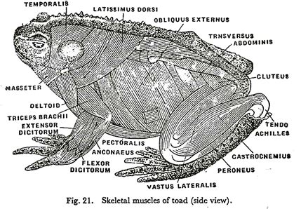 Toad Anatomy Anatomical Charts Posters