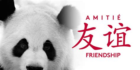 Natures Playful Ambassador Of Friendship The Peaceful Panda By