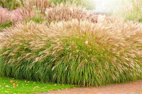 When to Cut Back Ornamental Grasses - Birds and Blooms