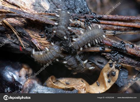 Close Shot Fungus Beetle Larvae Stock Photo by ©sweemingyoung 403525246