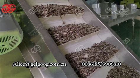 Automatic Sunflower Seeds Roasting Machine Youtube