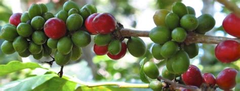 Matagalpa Coffee Tour | Matagalpa Tours Nicaragua