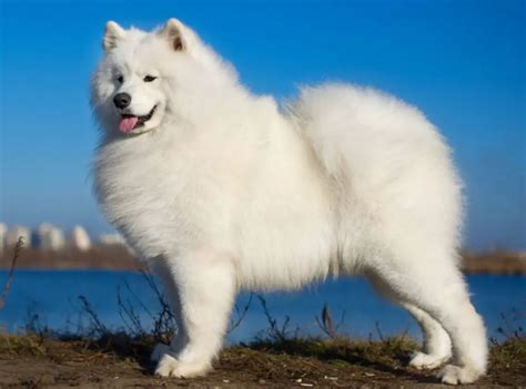 Samoyed temperament