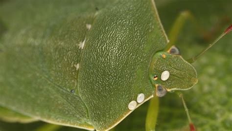 Qu Est Ce Qui Attire Les Mouches Dans Le Jardin France Bleu