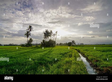 Green Paddy Hi Res Stock Photography And Images Alamy