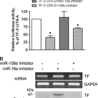 Forced expression of the tissue factor gene in MCF-7 and MDA-MB231 ... 