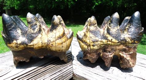 Two Incredible Tiger Stripe Matched Three Hump Mastodon Teeth Fossils