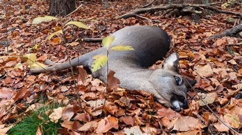 Zombie Deer Disease Cases On Rise—can This 100 Fatal Disease Infect Humans News Healthcare