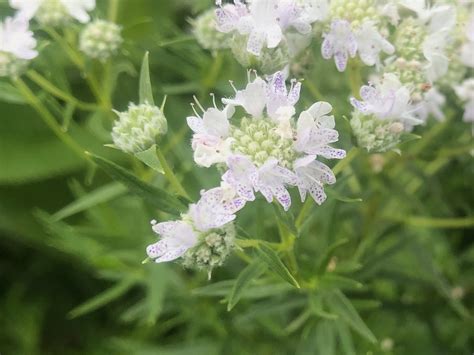 Wisconsin Wildflower | Common Mountain Mint | Pycnanthemum virginianum