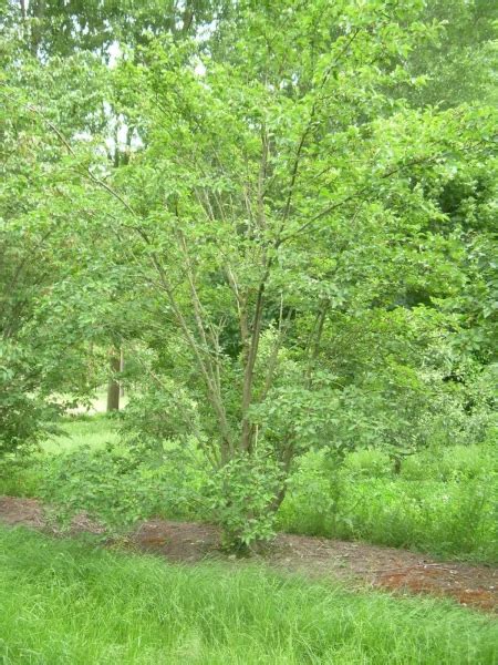 Prunus Sargentii Rancho Rosaceae Van Den Berk Nurseries